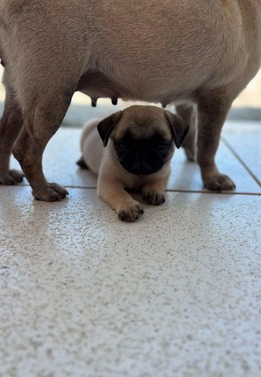 Filhotes pug - Foto 4