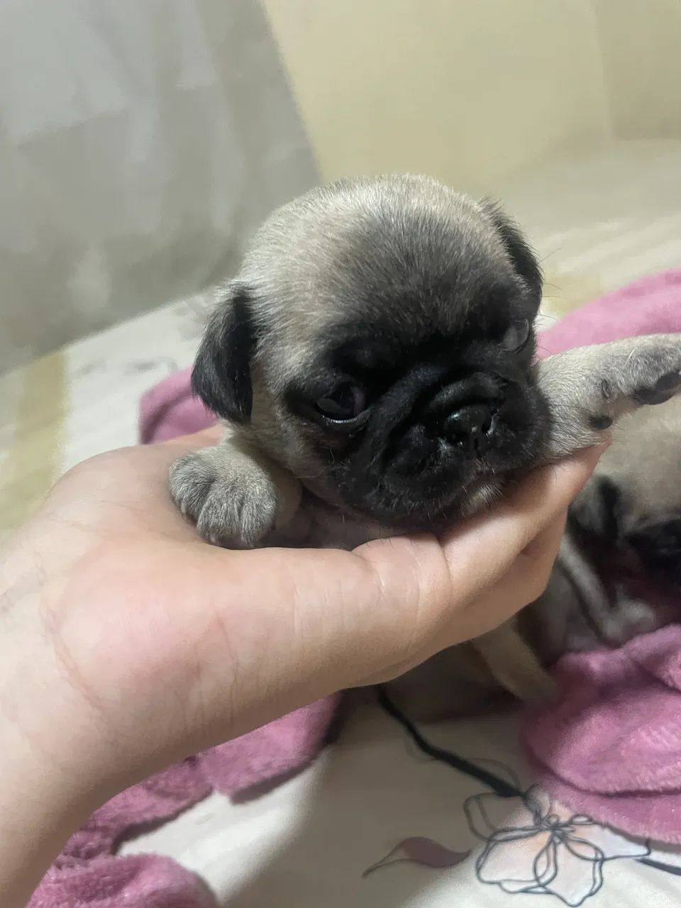 Pug Fêmea