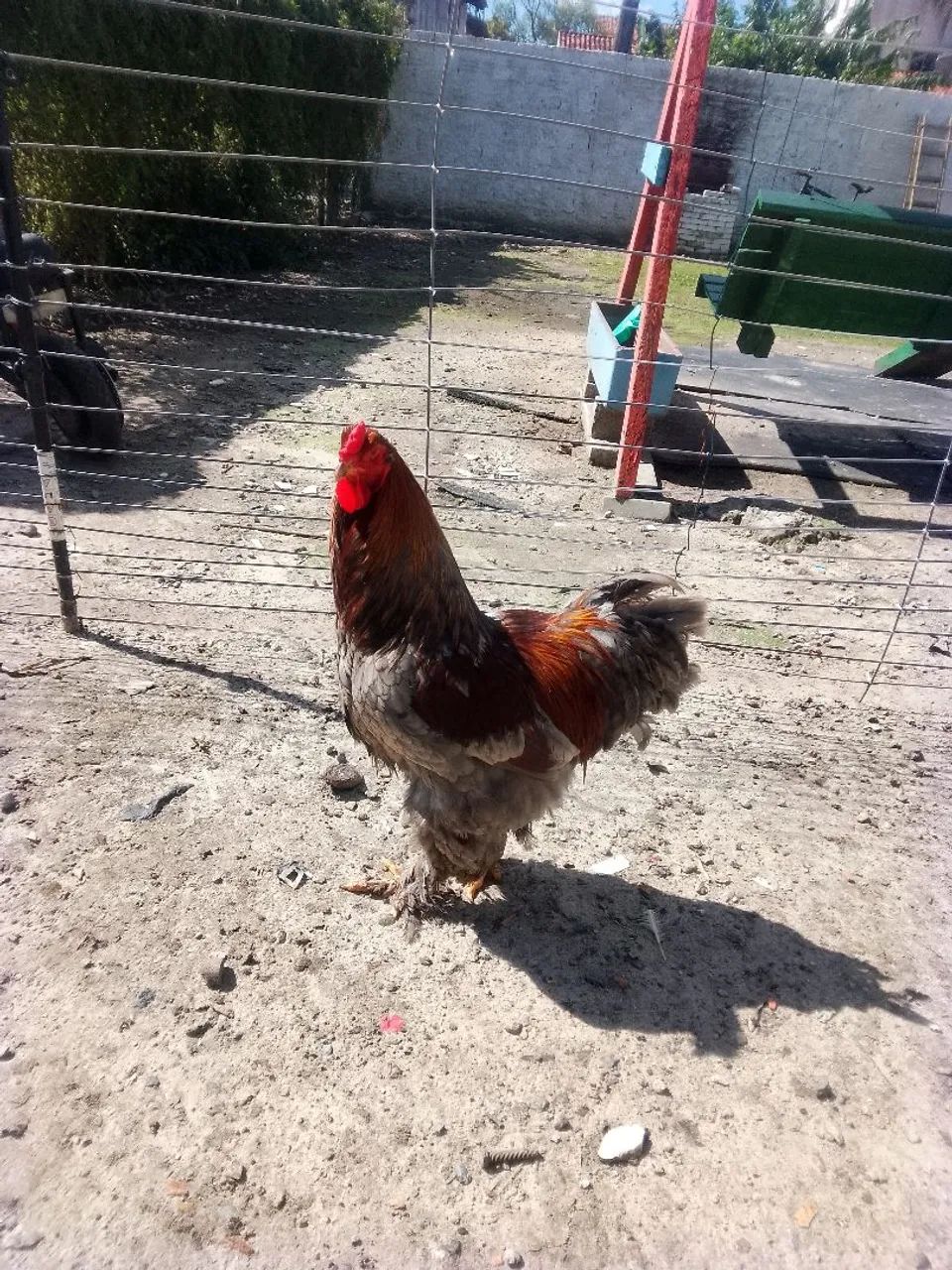Galo  - Foto 2