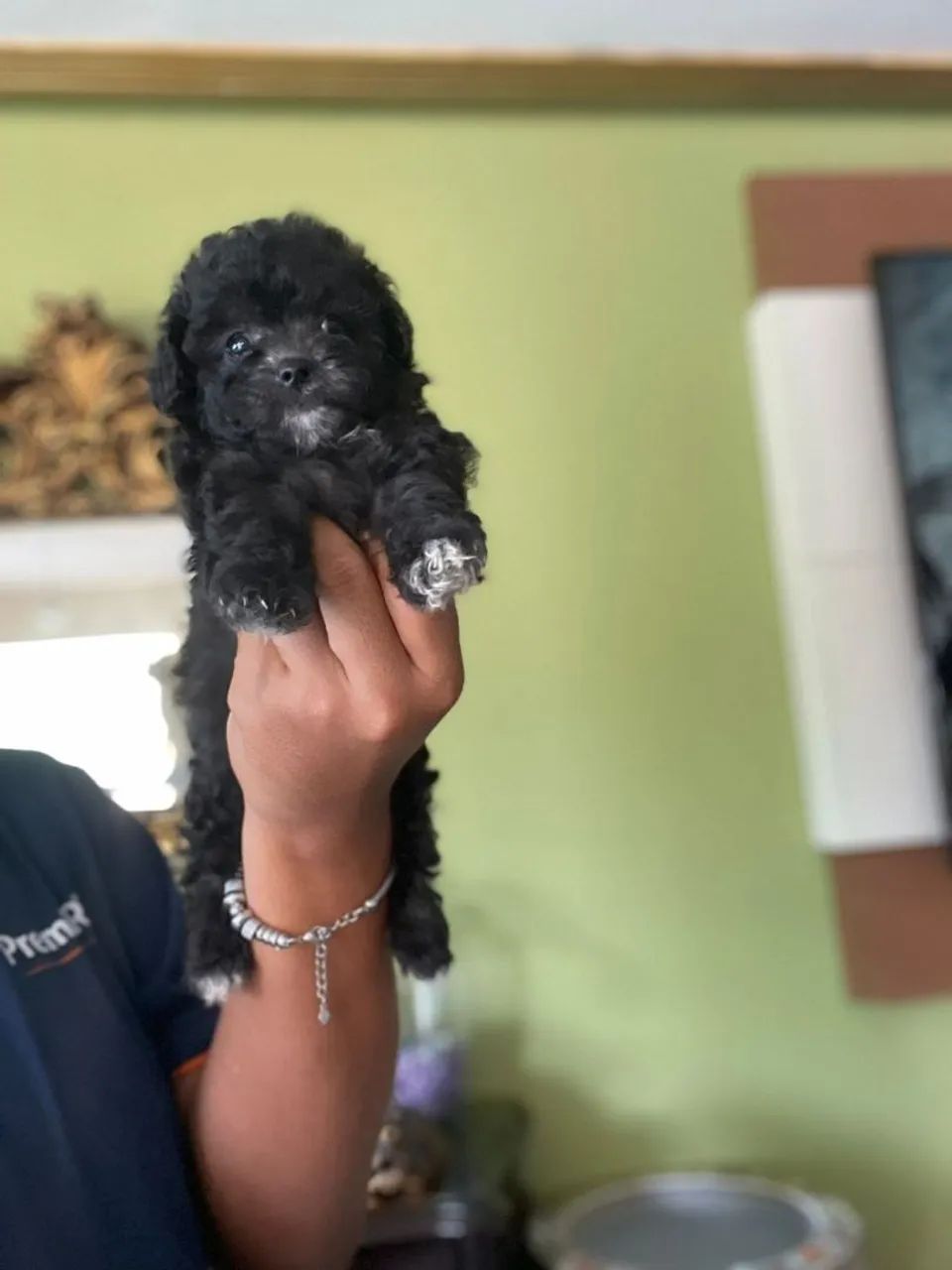 Poodle Toy e Micro Toy com tamanho garantido  - Foto 4