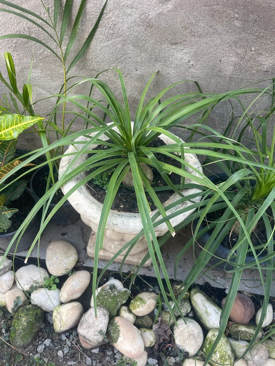 Lindas plantas  - Foto 3