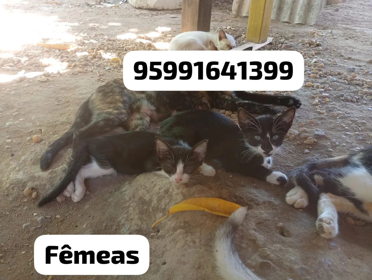 Gatinhas filhotes pra adoção  - Foto 2
