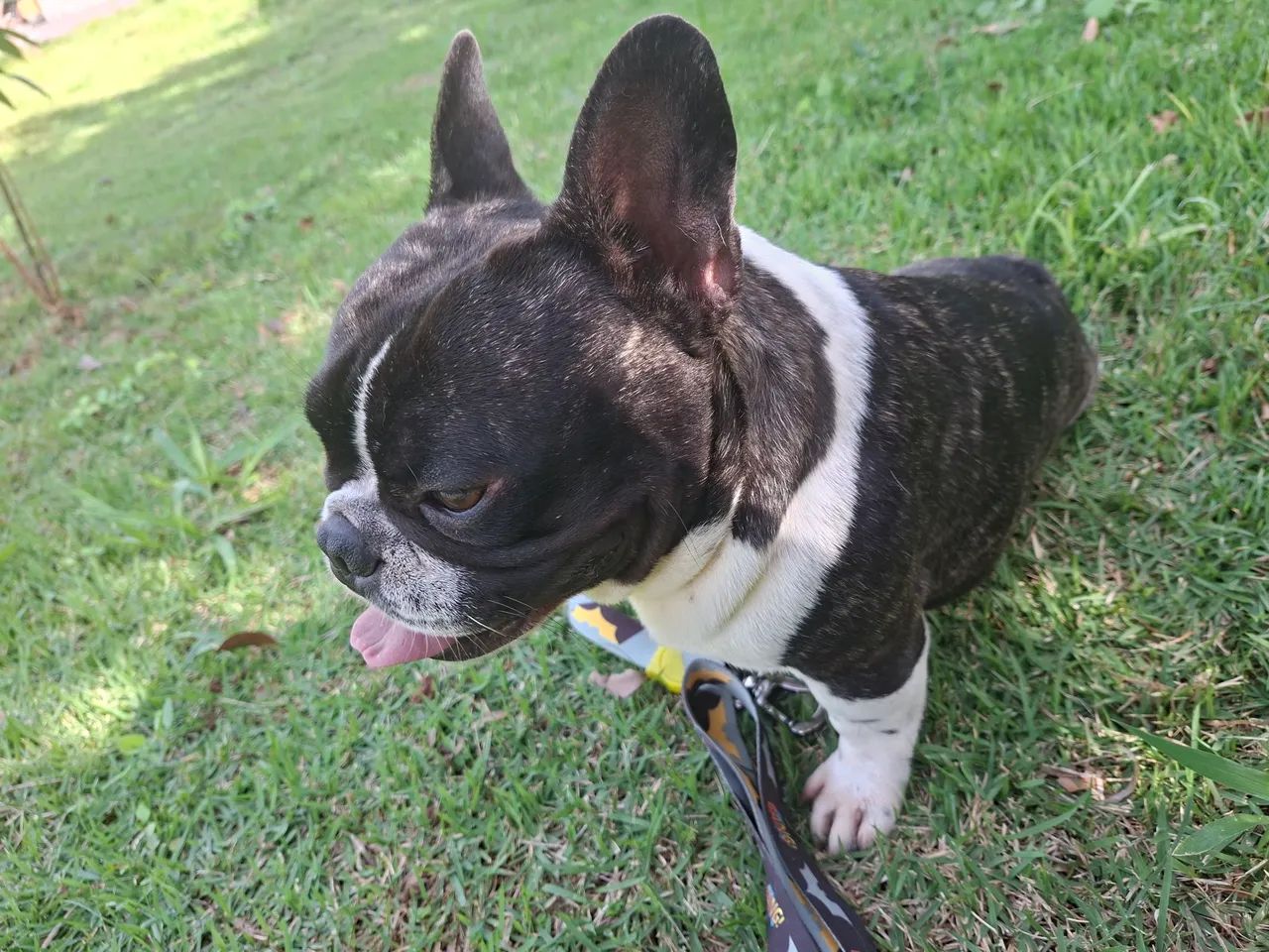 Buldogue francês mini procuro namorada - Foto 3