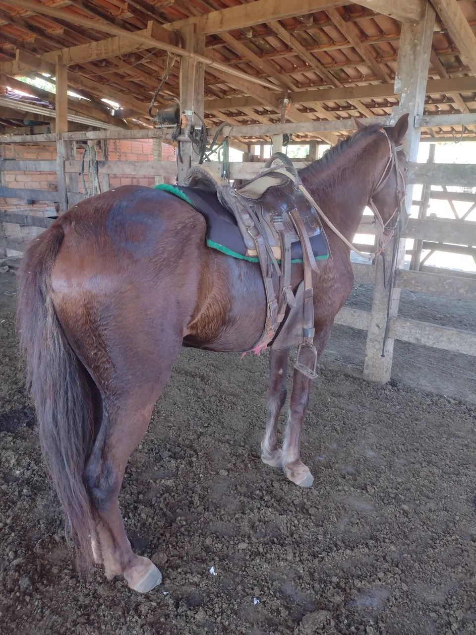 Cavalo  - Foto 2