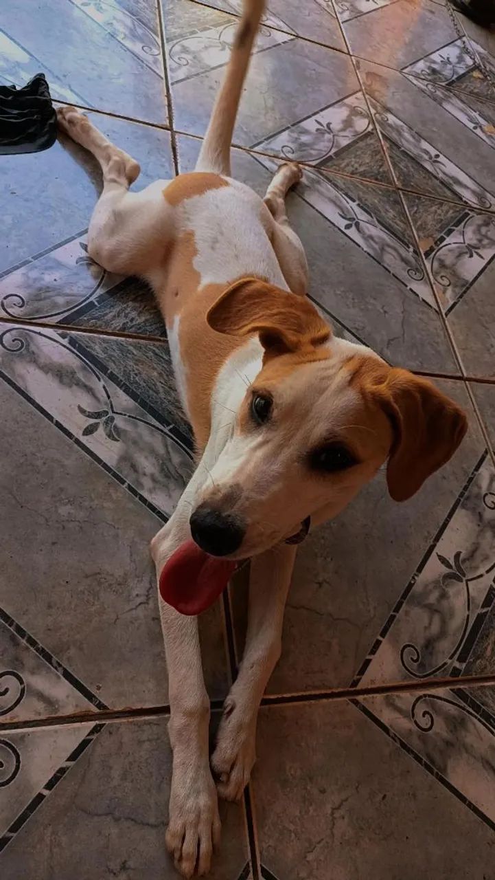 Doa se cachorra castrada  - Foto 3