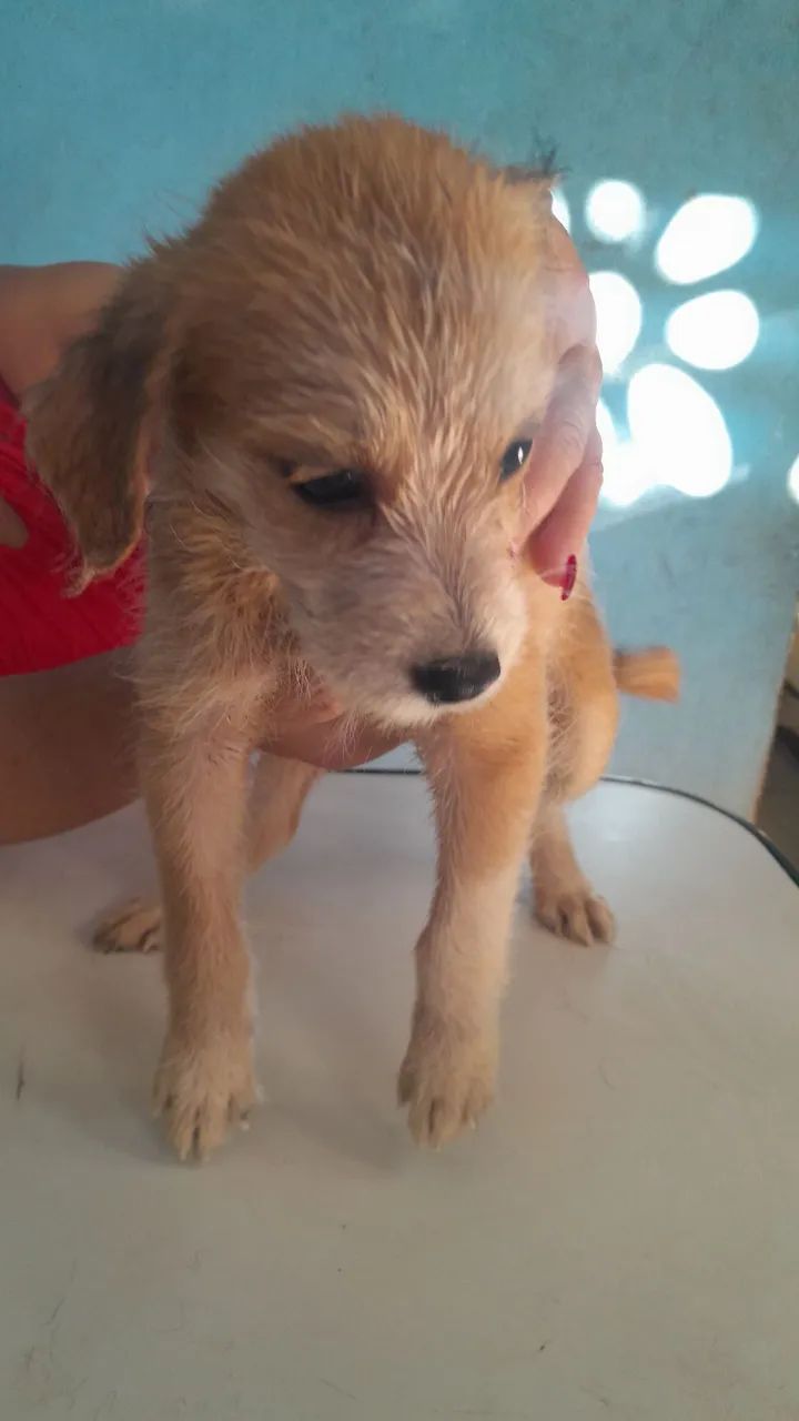 DOAÇÃO  - Foto 5
