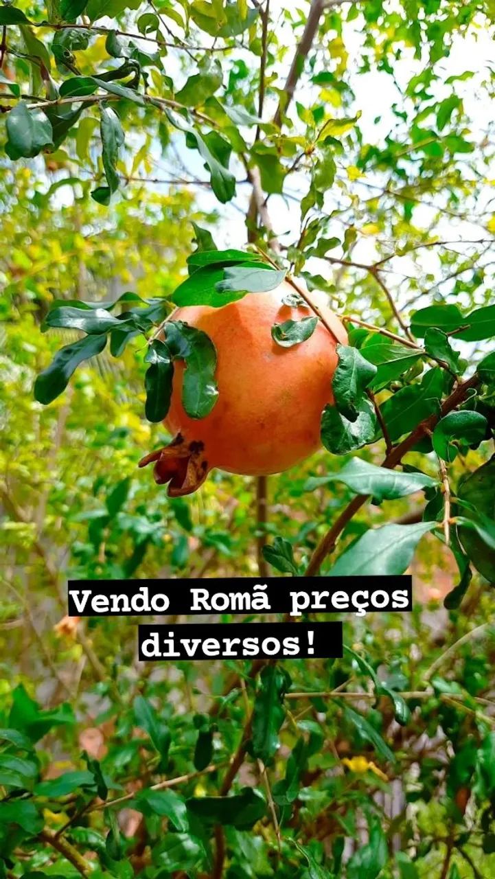 Vendo Romãs  - Foto 5