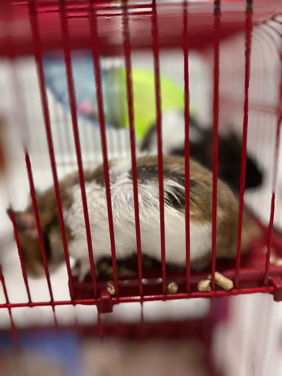 Hamster - Foto 4