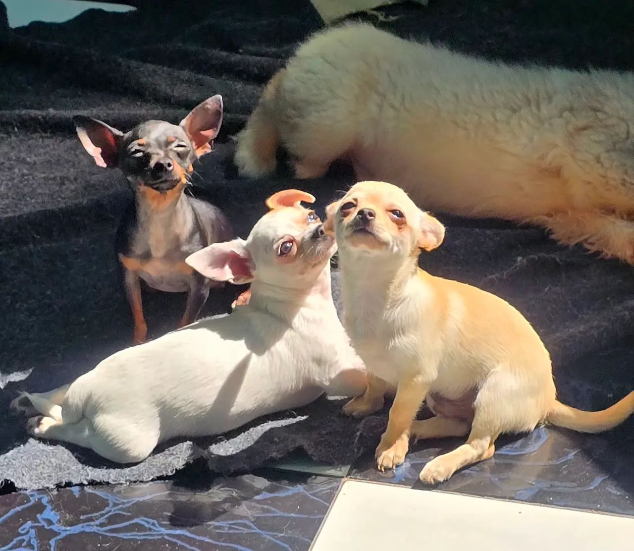 Chihuahua  - Foto 3