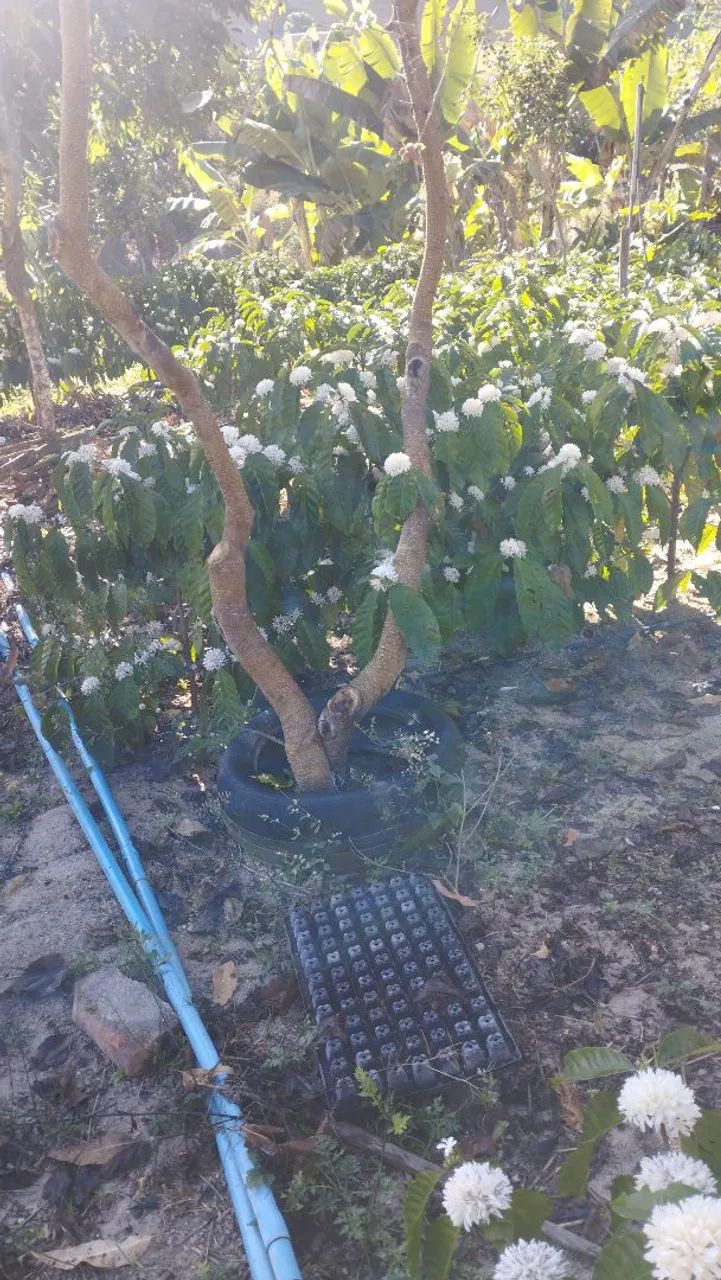 CHÁCARAs a venda em Jerônimo monteiro-ES  - Foto 4