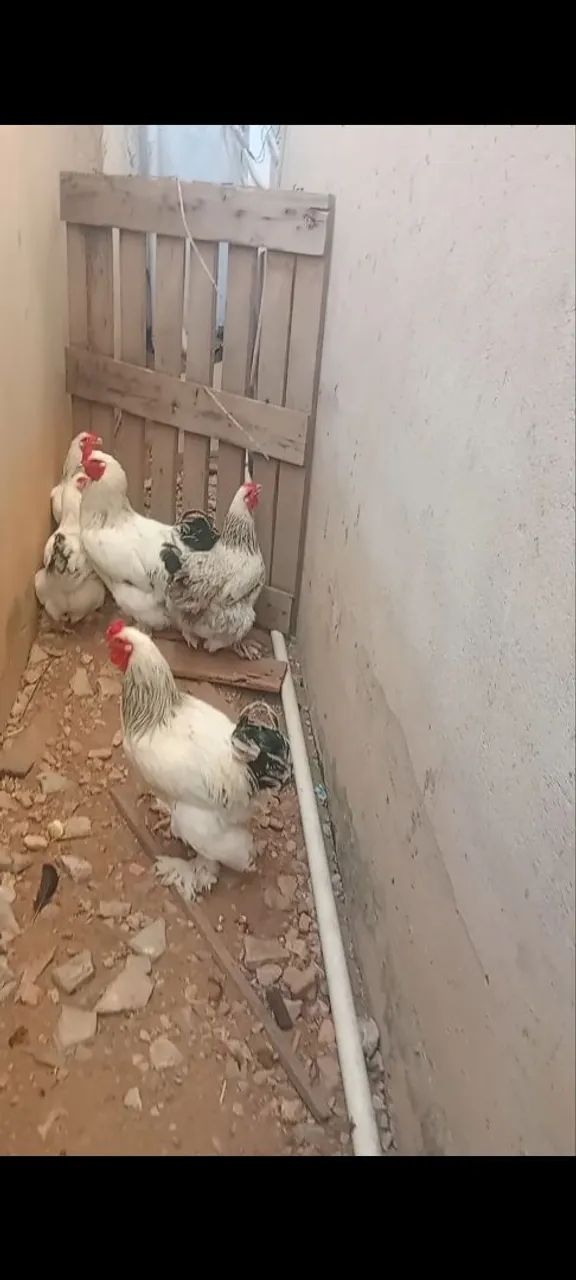 Brahma disponível  - Foto 2