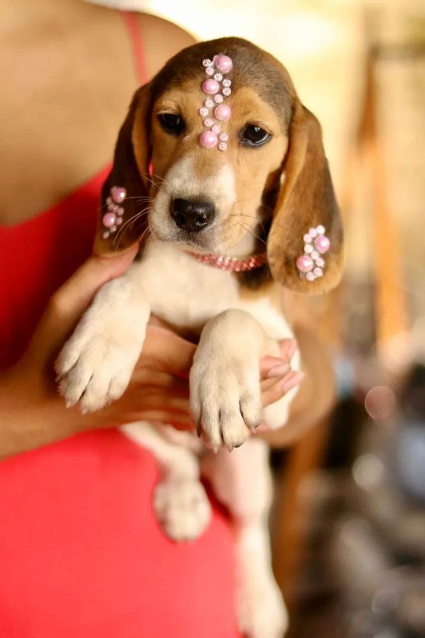 BEAGLES PARCELAMOS  - Foto 3
