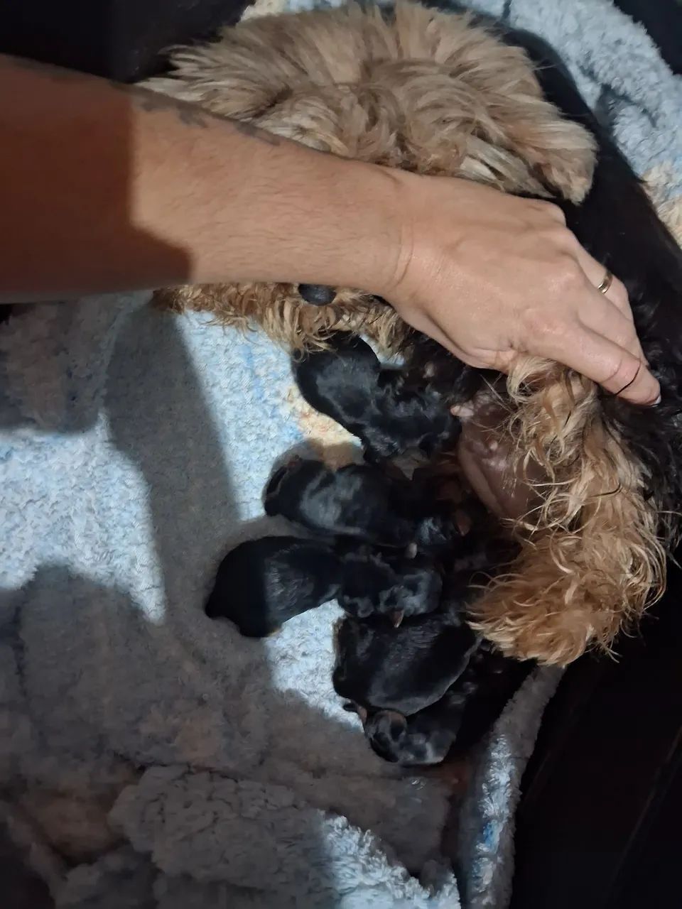 Yorkshire Terrier  - Foto 4