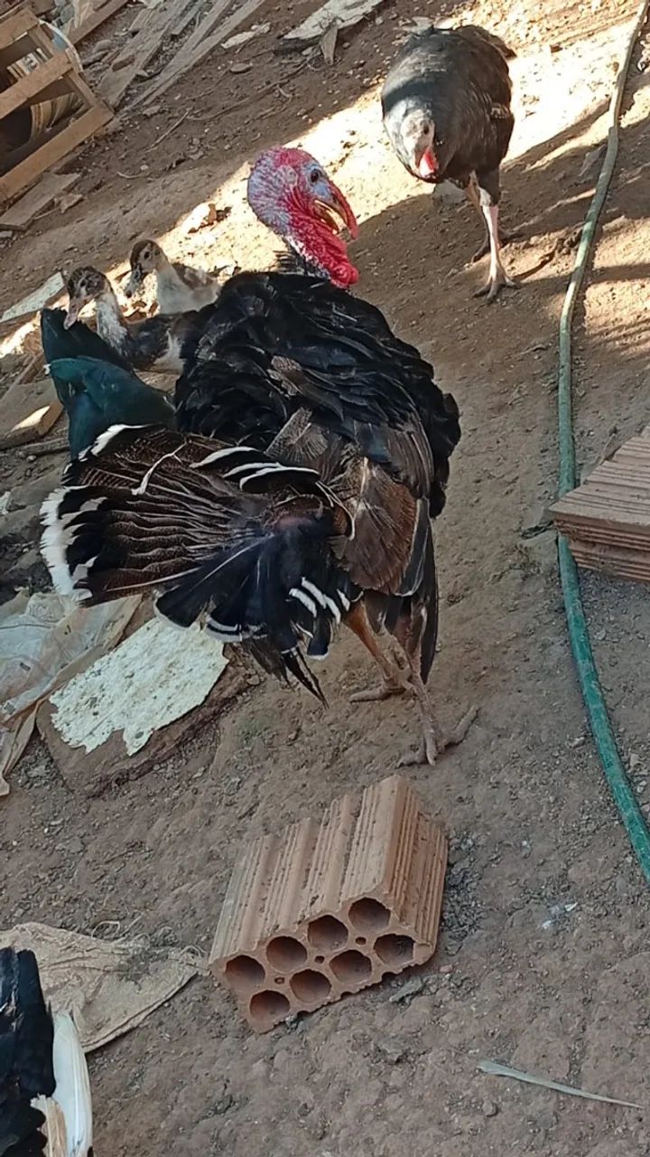 VENDO PERU