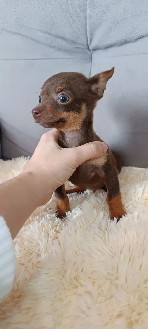 Vendo pinscher Zero, mini, super pequeno
