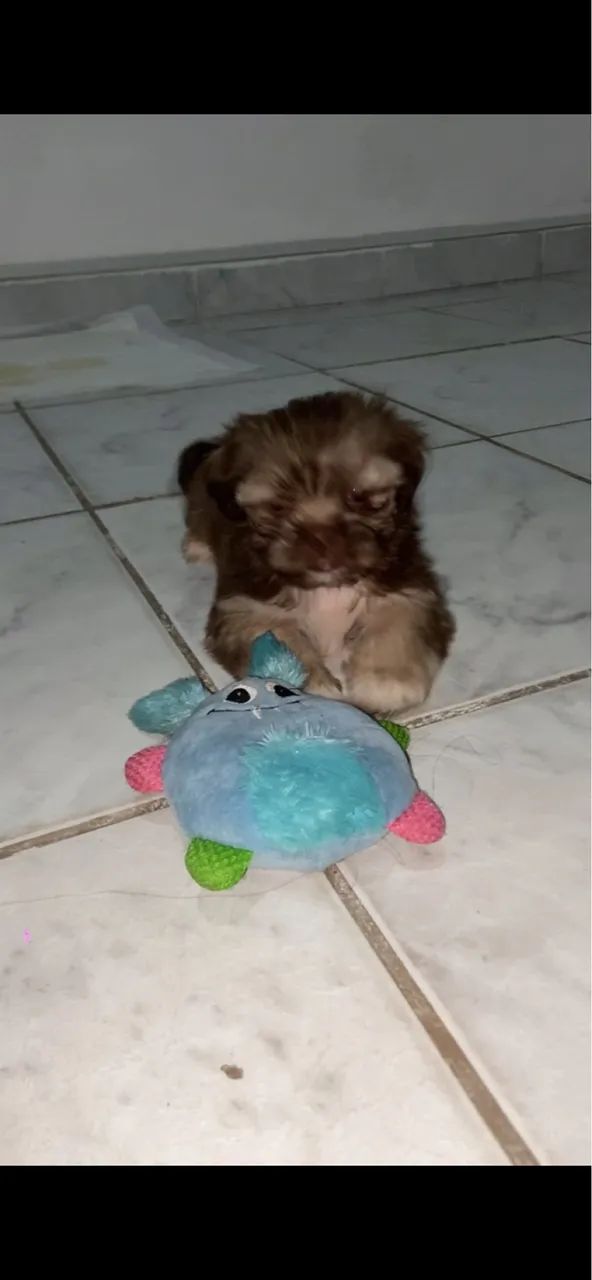 Vendo shitzu fêmea 3 meses 