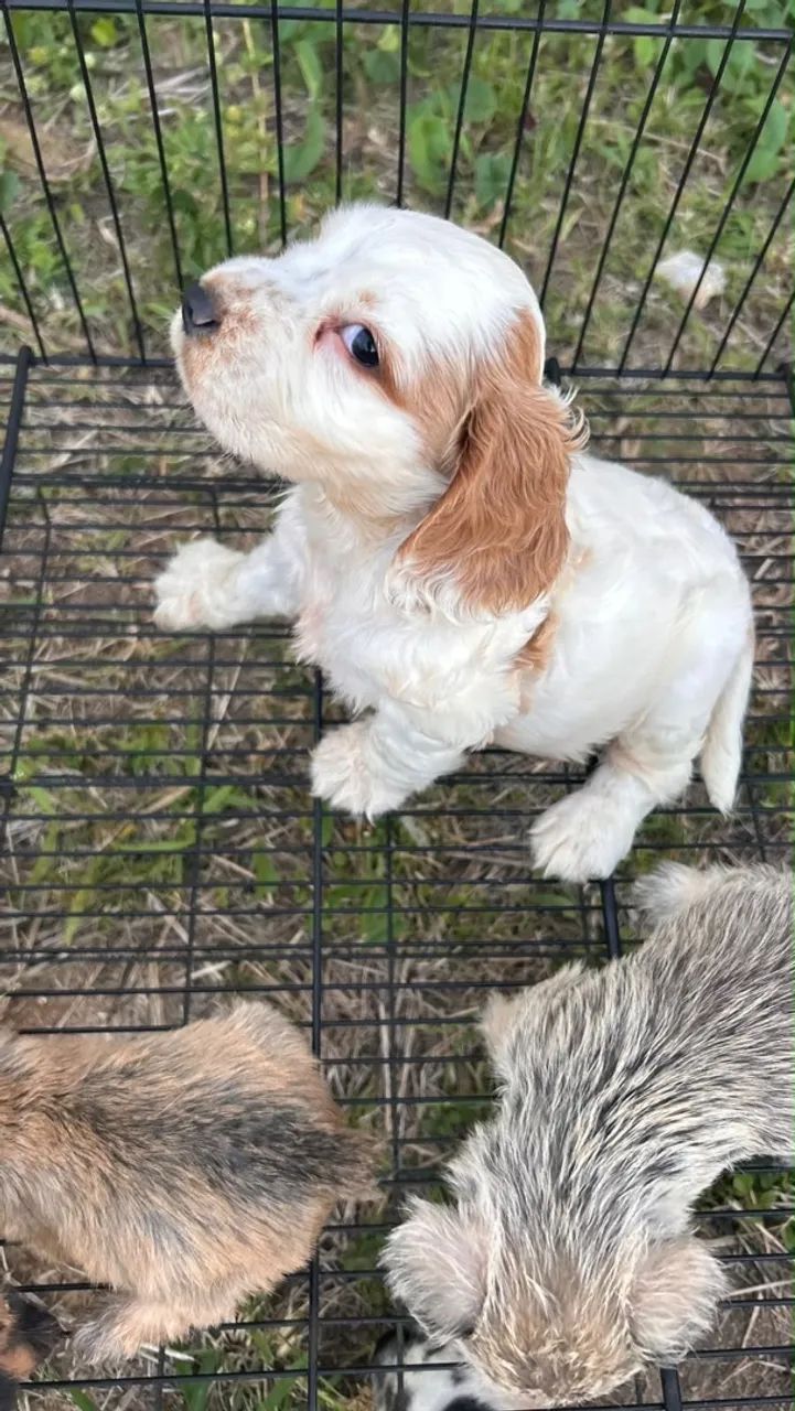 Cocker macho 