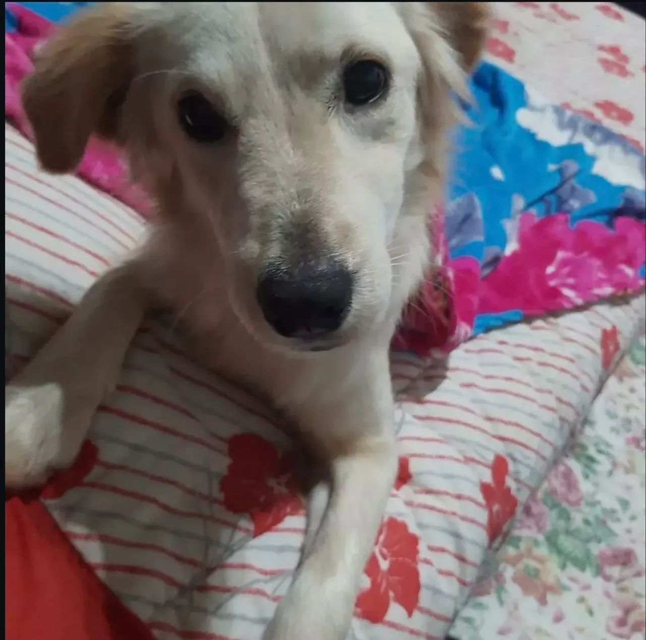 Cachorrinha docil para adoçao - Foto 2