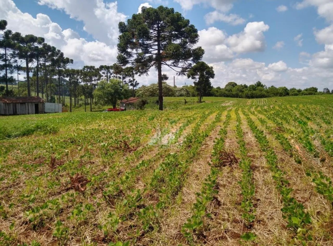 Terreno Rural - Caçador/SC  - Foto 5