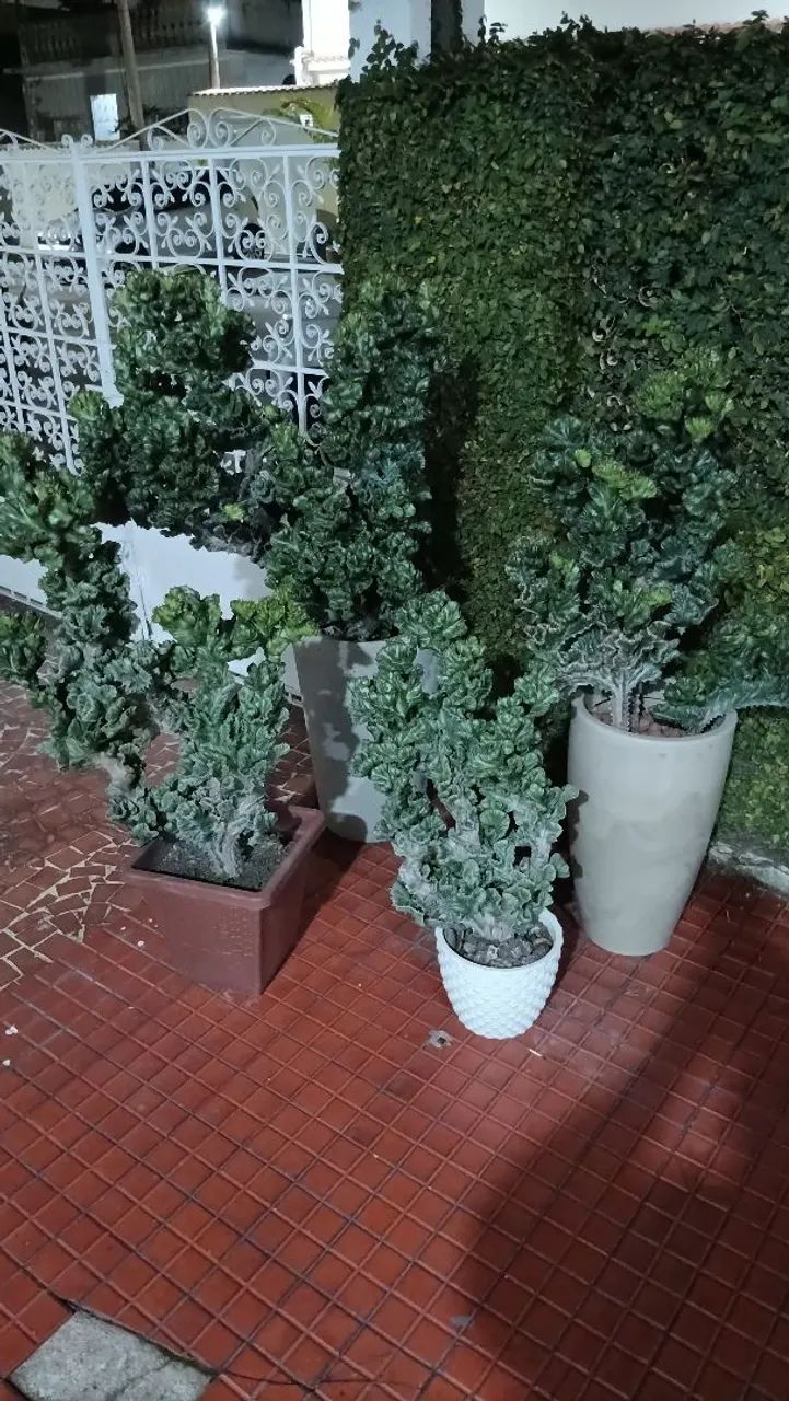 Plantas  - Foto 3