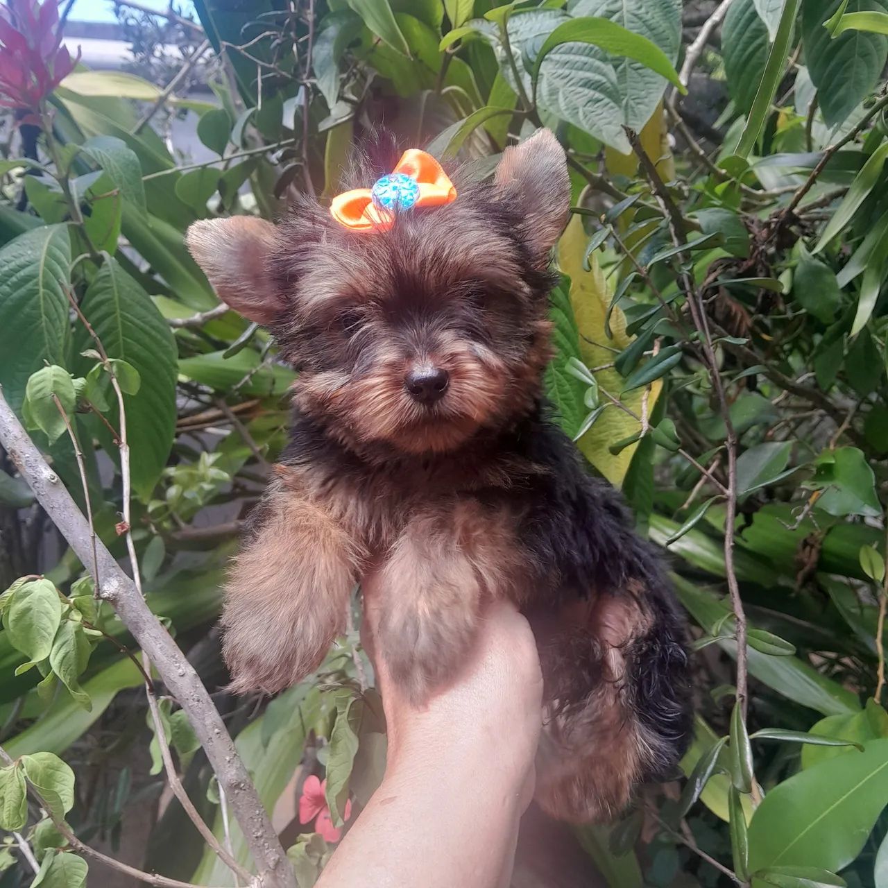 Yorkshire Terrier  - Foto 3