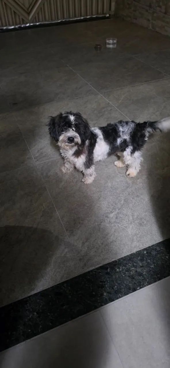 Mestiço de Shihtzu - Foto 2