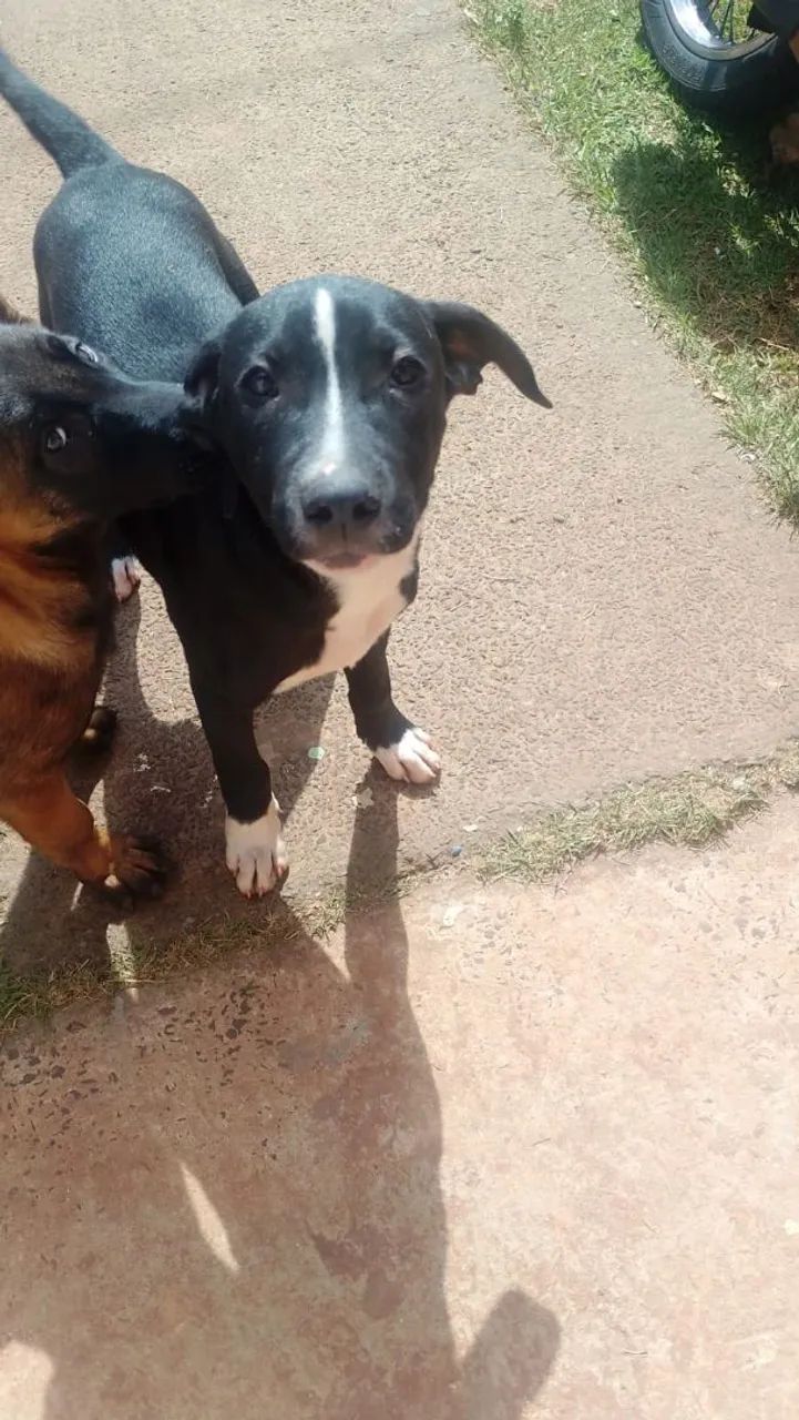 Doação cachorro macho - Foto 2