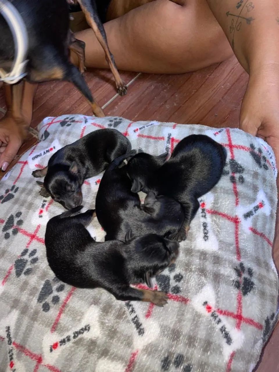 Pet  - Foto 2