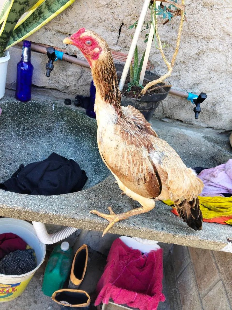 Galo e galinha  - Foto 2