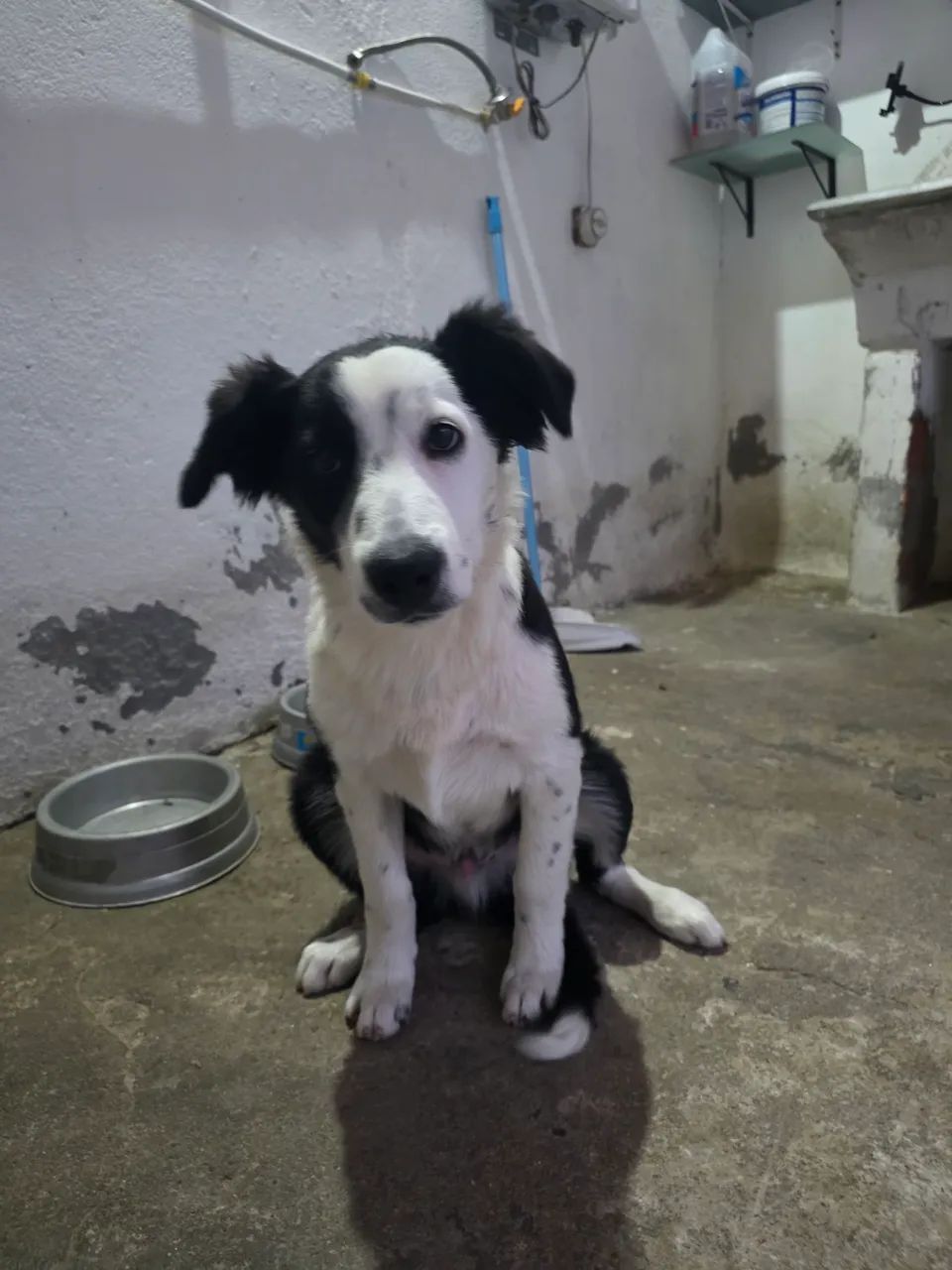 Border Collie