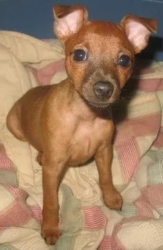 Pinscher caramelo macho  - Foto 2