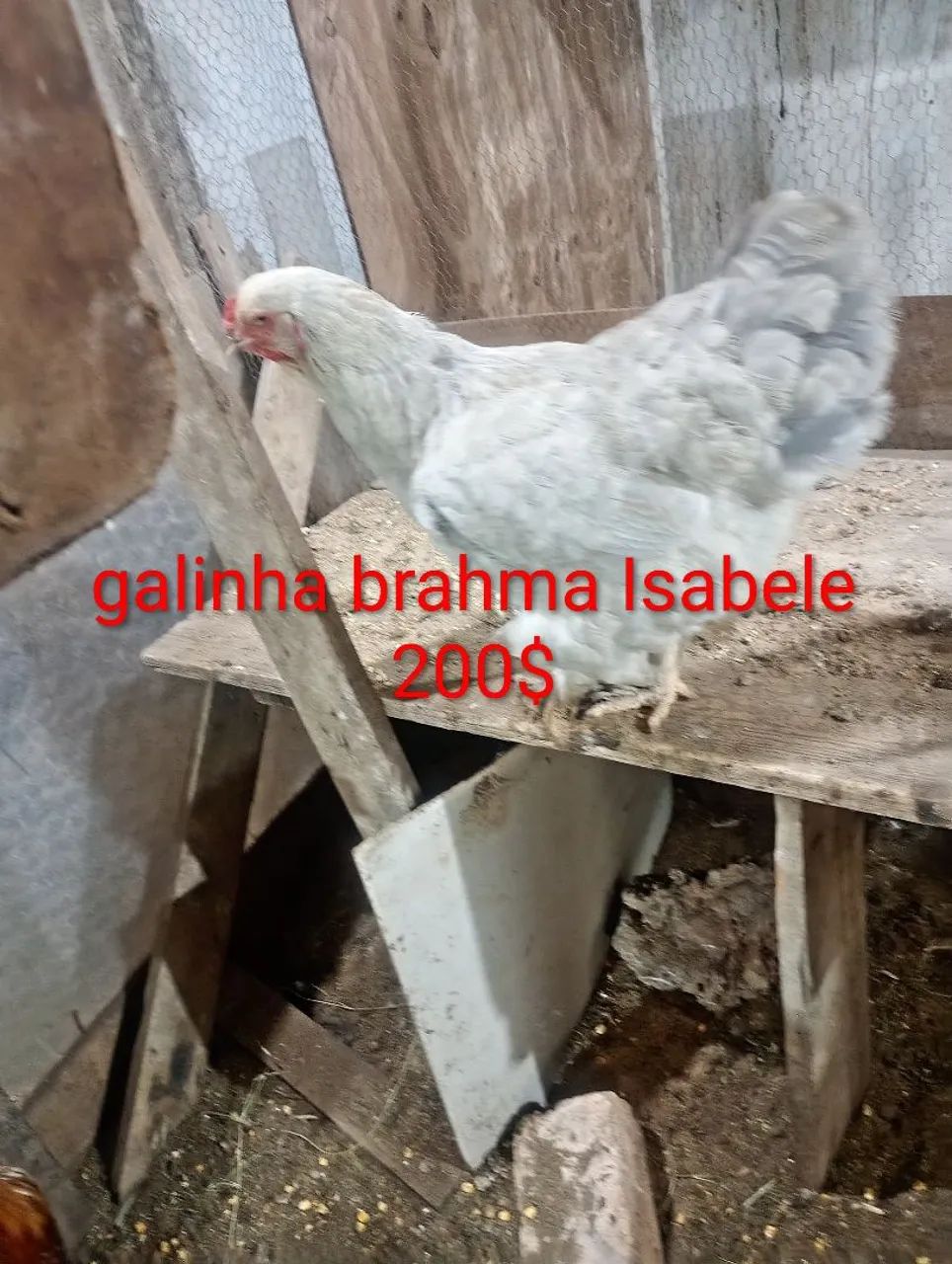 Promoção pintinhos brahma 5 und.por 100$ - Foto 5