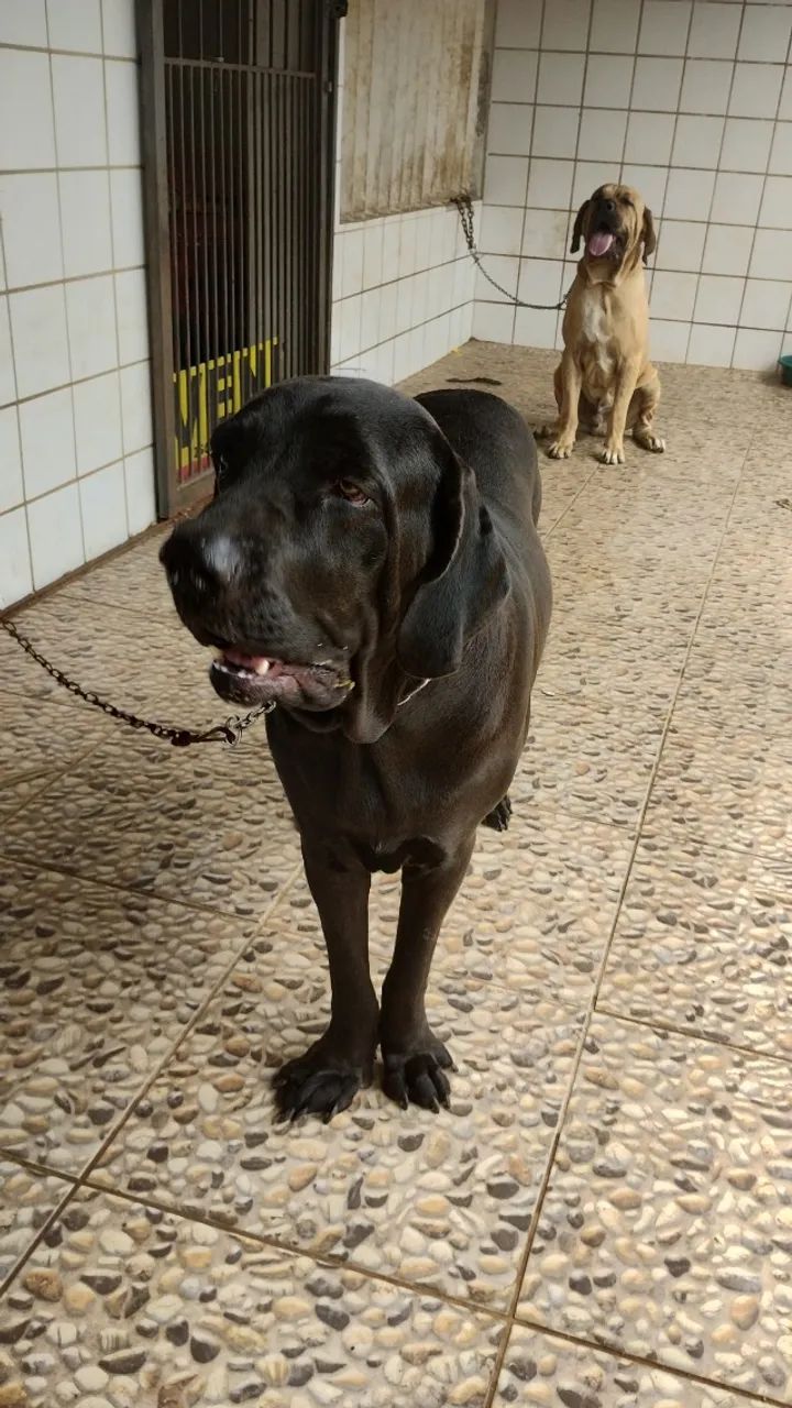 filhotes de cães - Foto 3