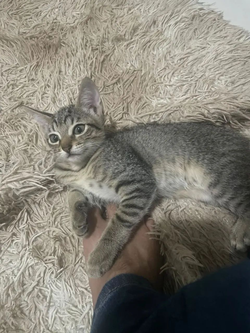 Gatos