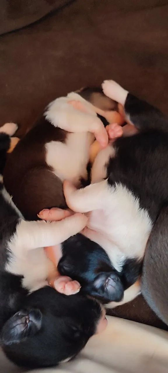 Filhotes de border collie  - Foto 2