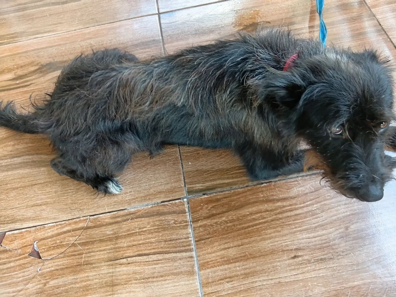 Adoção de cachorro  - Foto 5