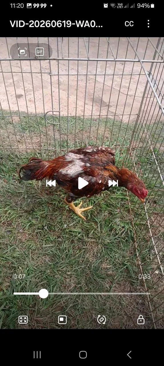 Frango índio  - Foto 2