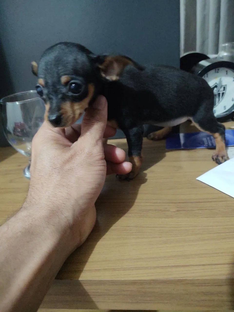 Pinscher  - Foto 5