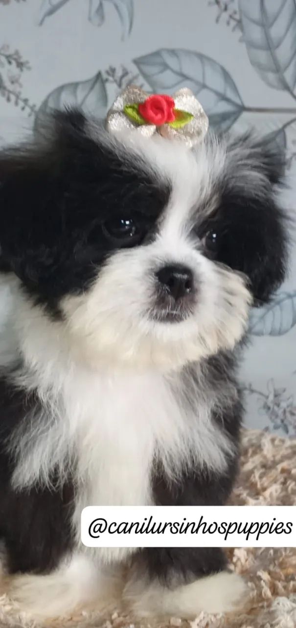 lhasa apso perfeitos bebes pronta entrega  - Foto 4