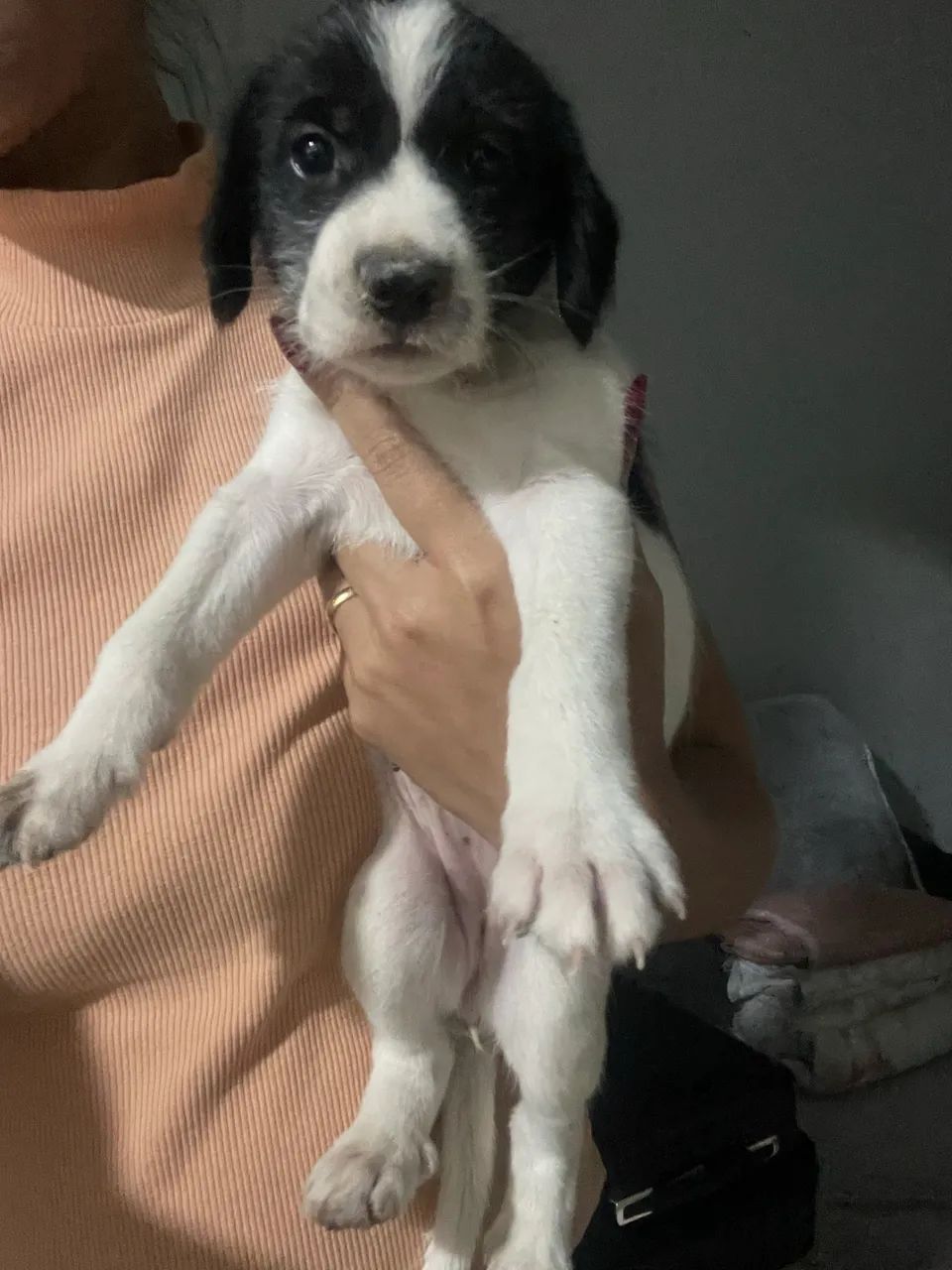 Adoção responsável  - Foto 3