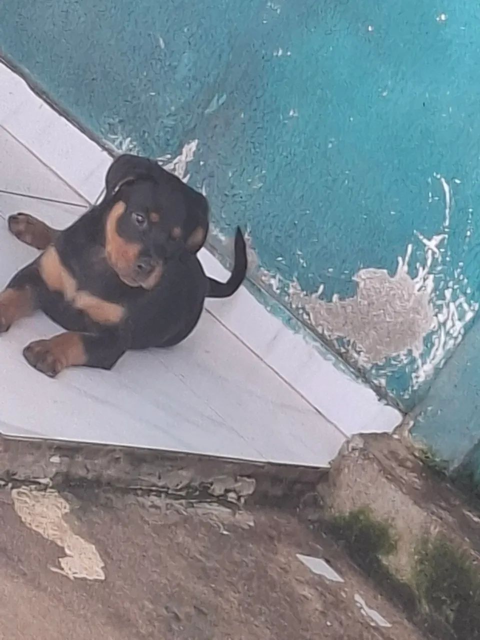 FILHOTES DE ROTTWEILER 600,00 - Foto 2