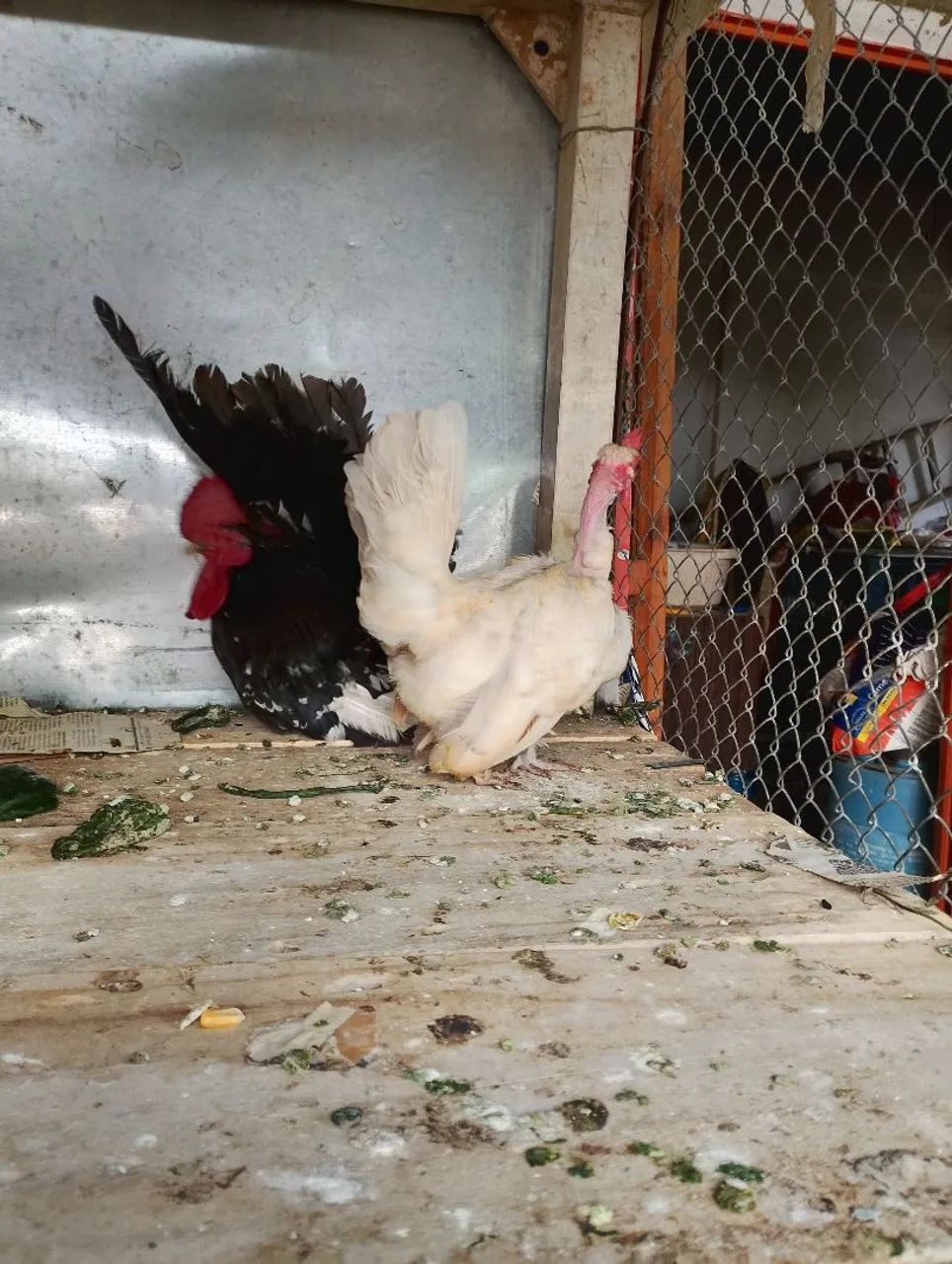 Mine nagazaki polaca com 10 meses  - Foto 2