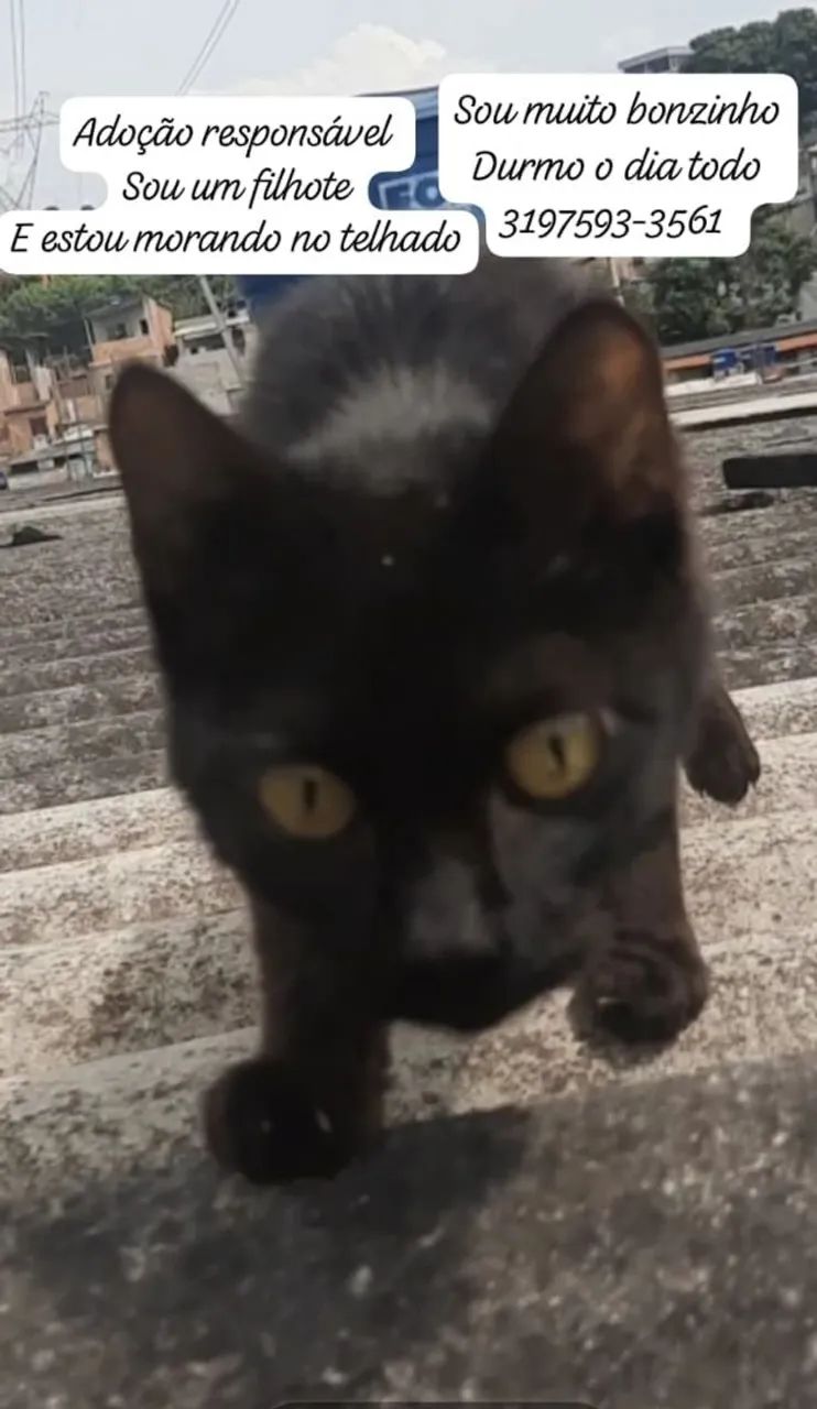Gata para adoção  - Foto 5