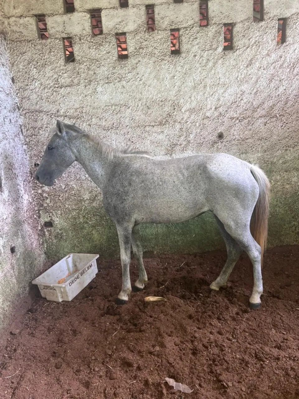 VENDO ÉGUA - Foto 2