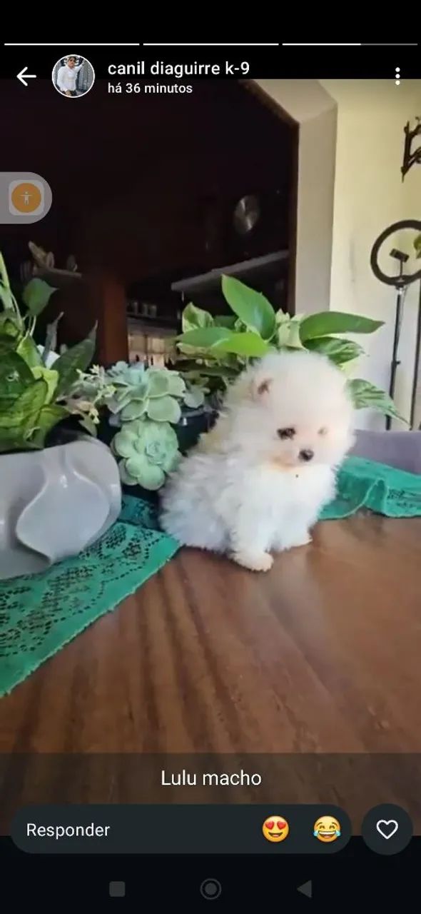 Lulu da Pomerânia macho 1.500