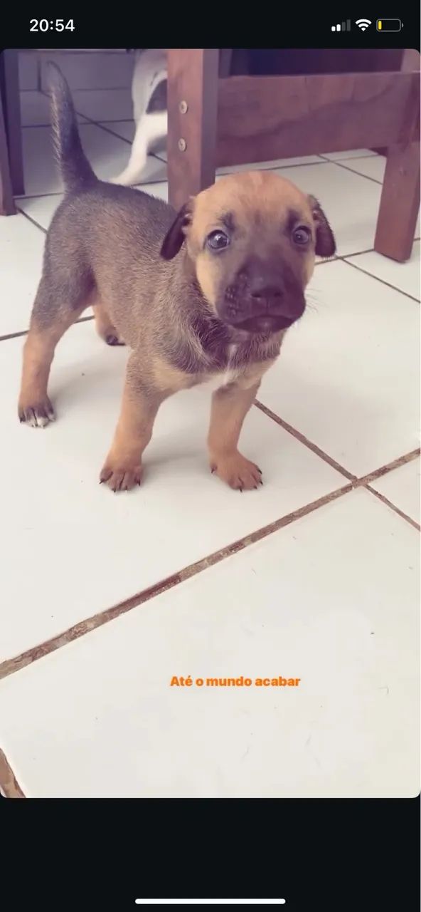 Cachorro  - Foto 3