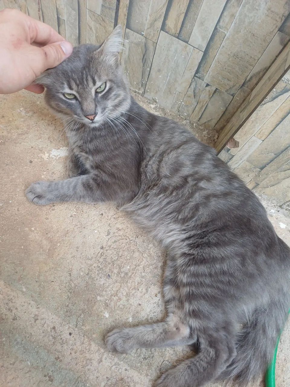 Gato  - Foto 2
