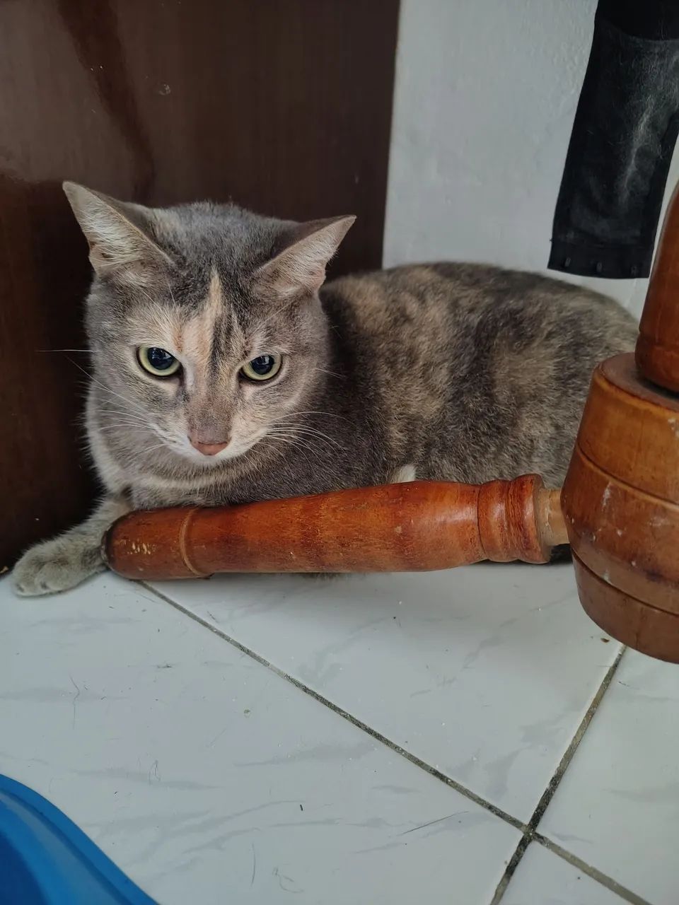 gatinha castrada 