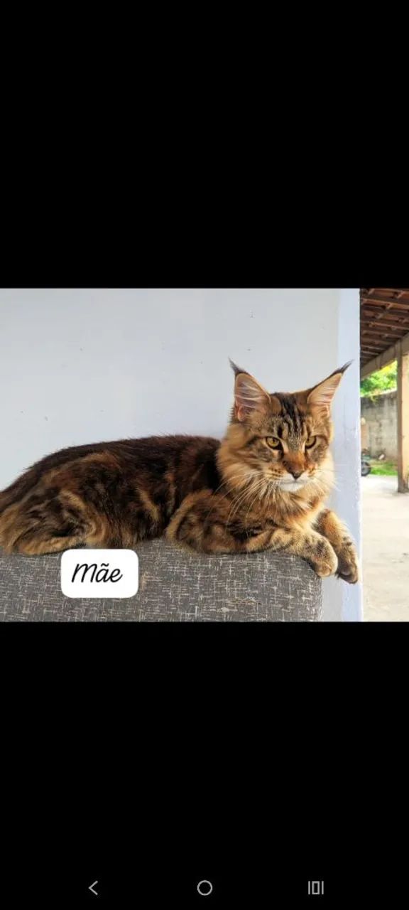 Filhote Maine Coon  - Foto 4