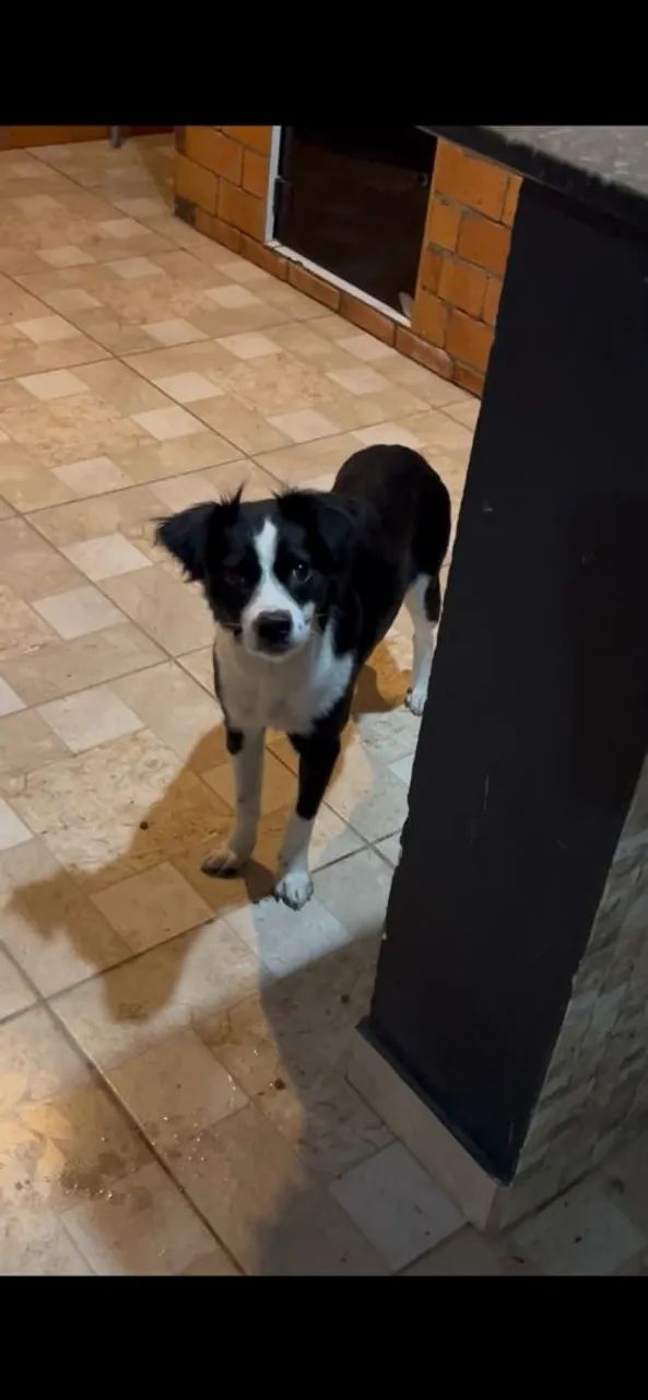 Essa linda cachorrinha para doação - Foto 3